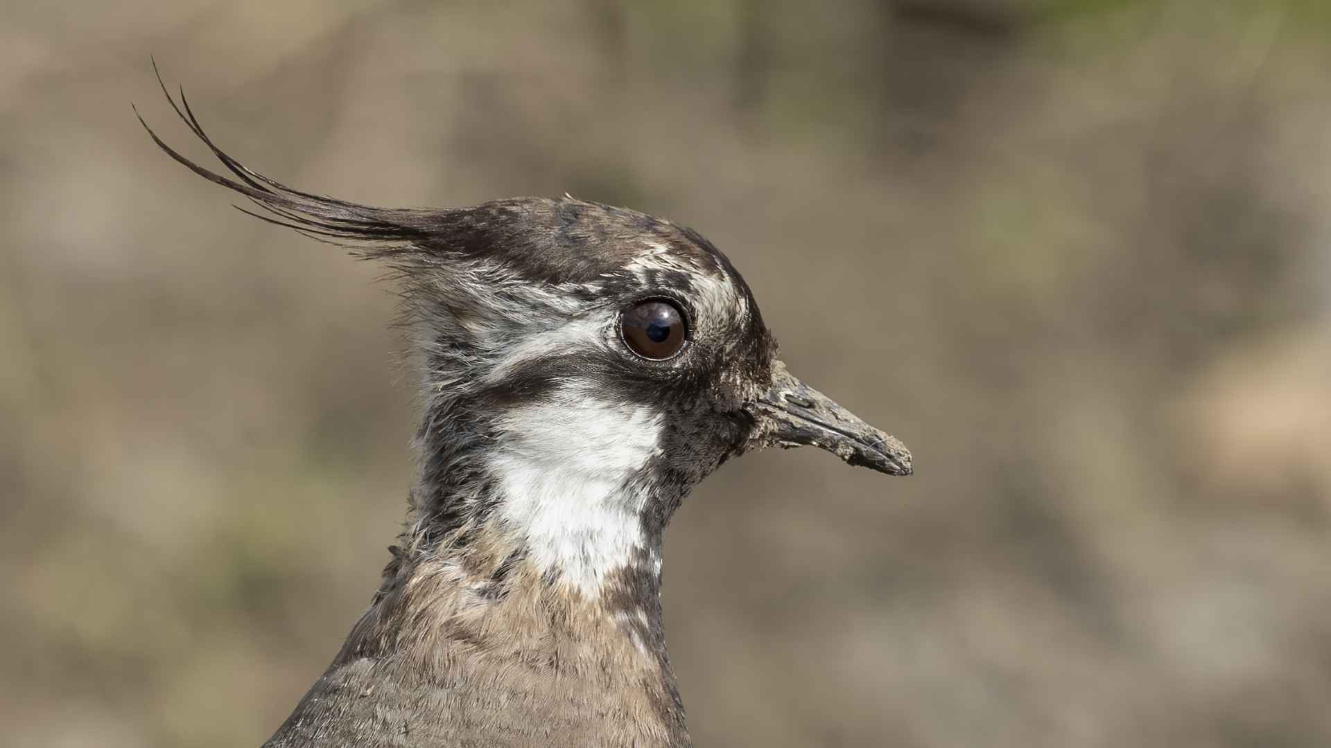 Northern Lapwing